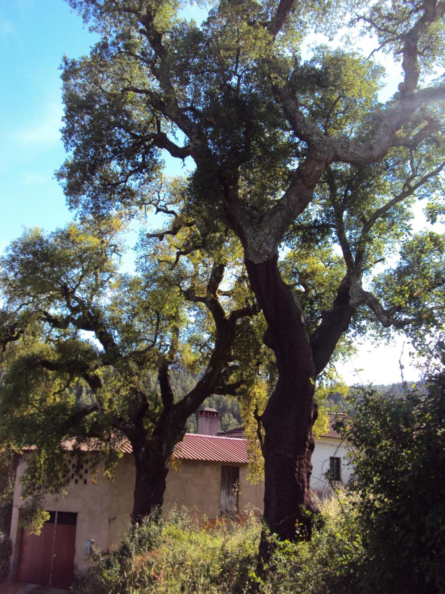 Villa Parque Tematico Vale De Mouro Exterior foto